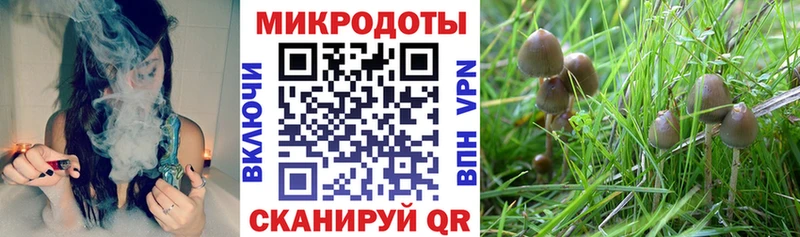 Галлюциногенные грибы мицелий  Новороссийск 